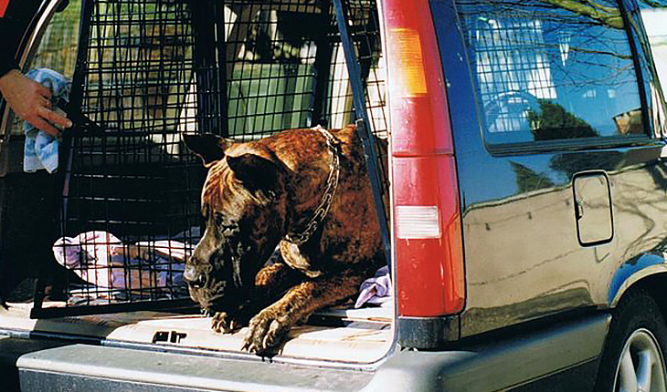 Cage simple grande race