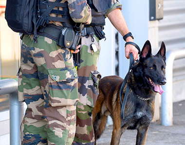 Bases militaires, groupes cynophiles...