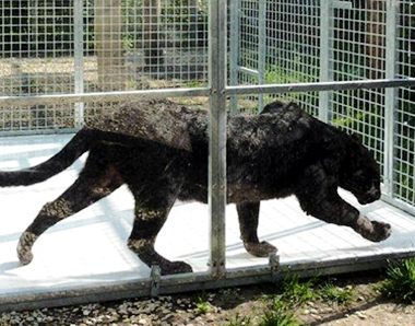 Félin,  chatterie, volière...