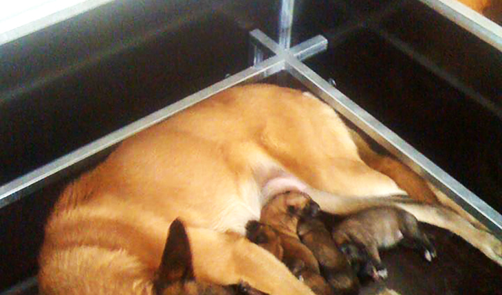 Caisse de mise bas - détail du tour de protection